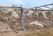 Productores correntinos sufren pérdidas millonarias tras el fuerte temporal en la provincia