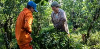 Conflicto yerbatero: Las Marías denuncia cobro anticipado de impuestos por 307 años en Misiones