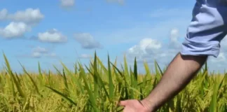 Corrientes: arroceros advierten una crisis creciente que pone en riesgo la producción y el empleo